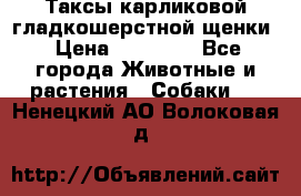 Таксы карликовой гладкошерстной щенки › Цена ­ 20 000 - Все города Животные и растения » Собаки   . Ненецкий АО,Волоковая д.